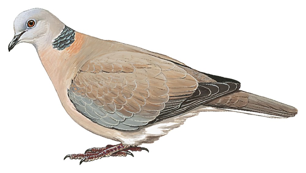 Philippine Collared-Dove / Streptopelia dusumieri