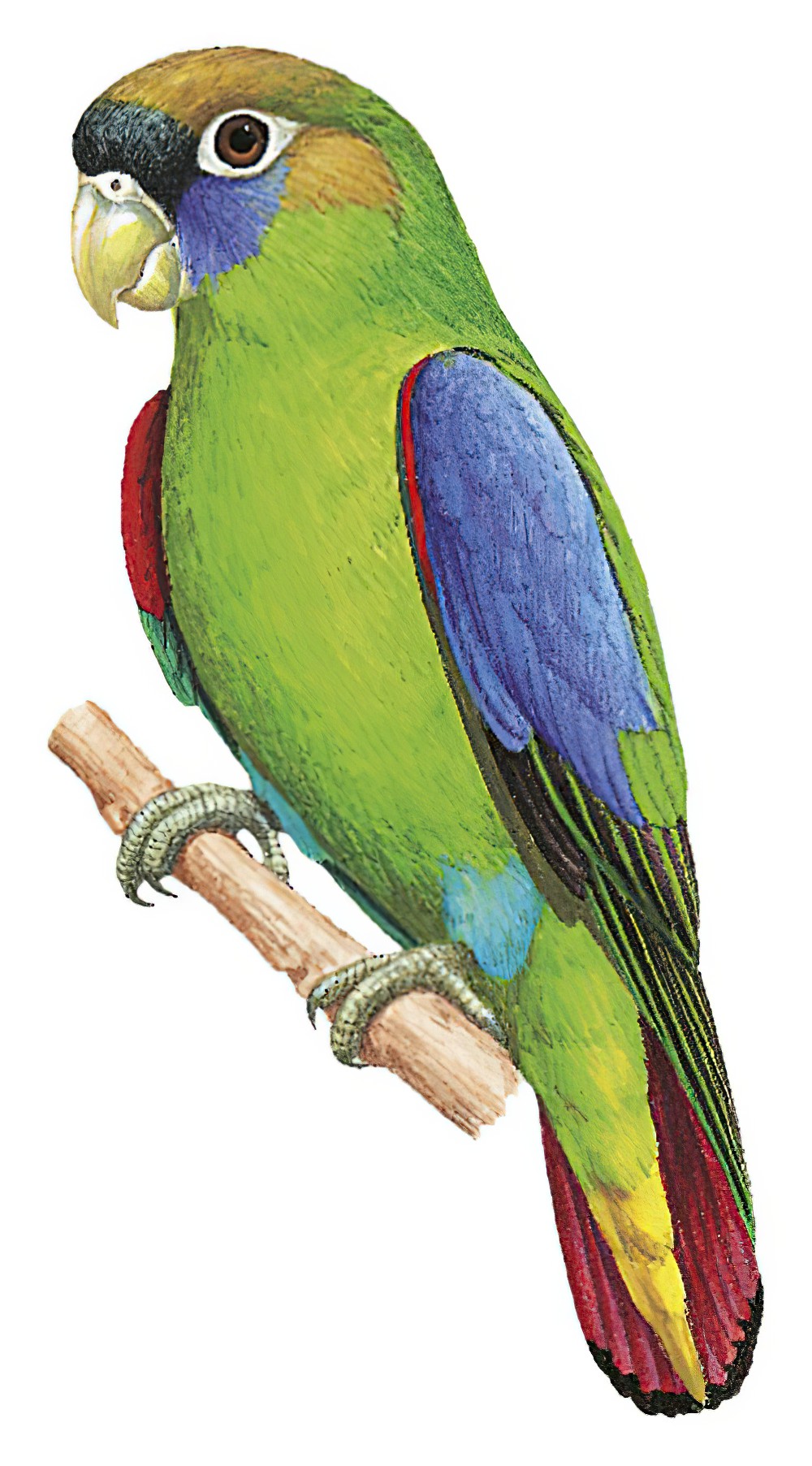 Scarlet-shouldered Parrotlet / Touit huetii