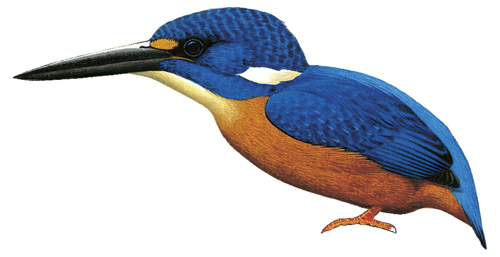 Blue-eared Kingfisher / Alcedo meninting