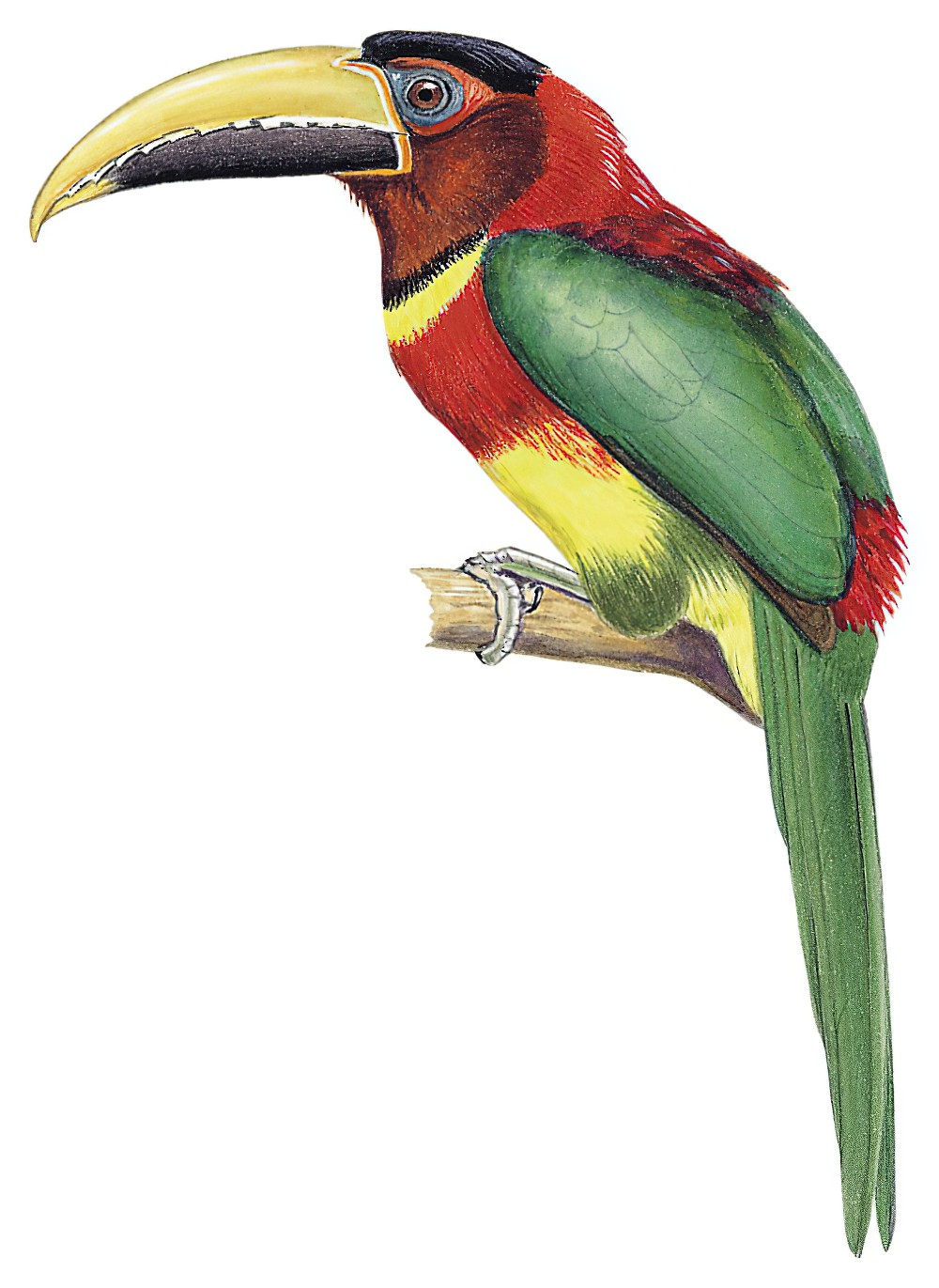 Red-necked Aracari / Pteroglossus bitorquatus