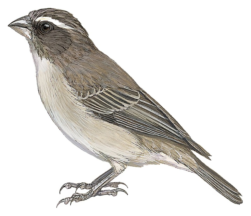 West African Seedeater / Crithagra canicapilla