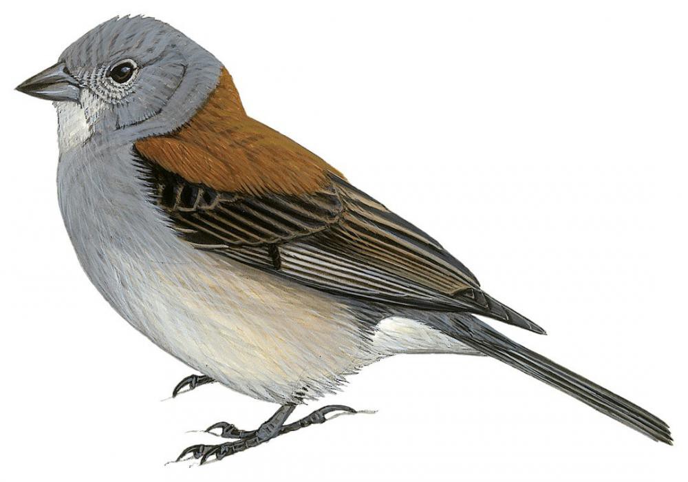 Red-backed Sierra-Finch / Idiopsar dorsalis
