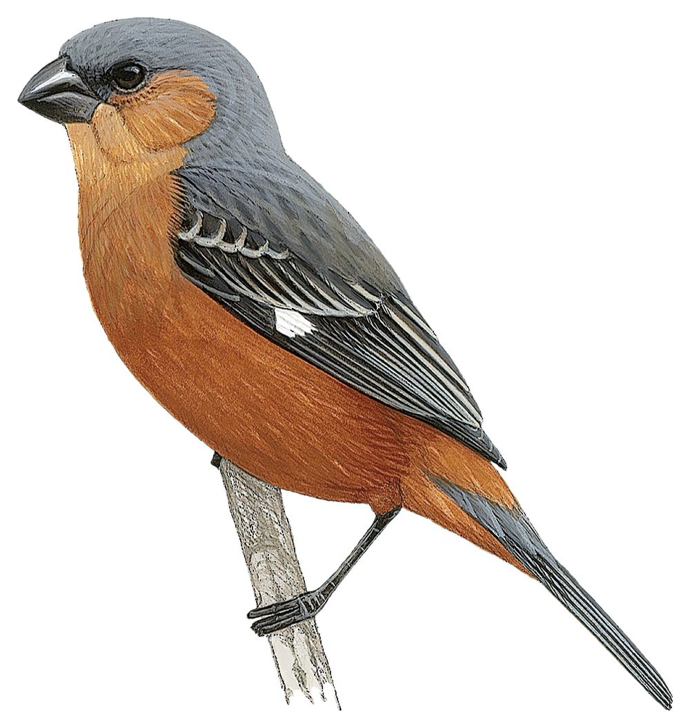 Tawny-bellied Seedeater / Sporophila hypoxantha