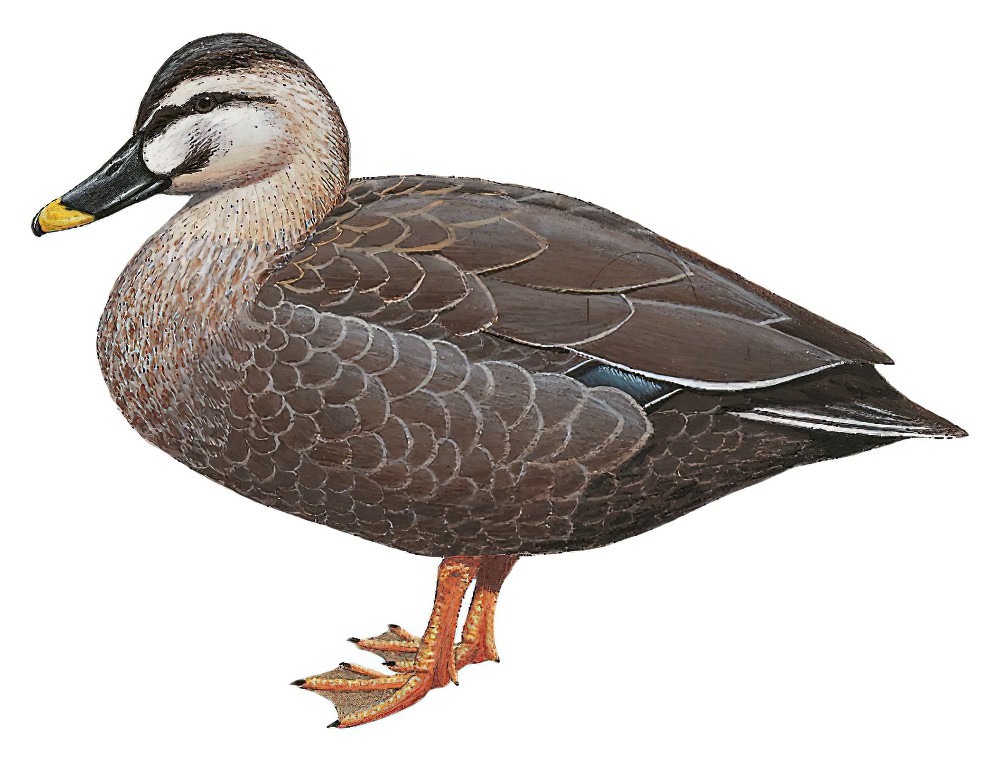 Eastern Spot-billed Duck / Anas zonorhyncha
