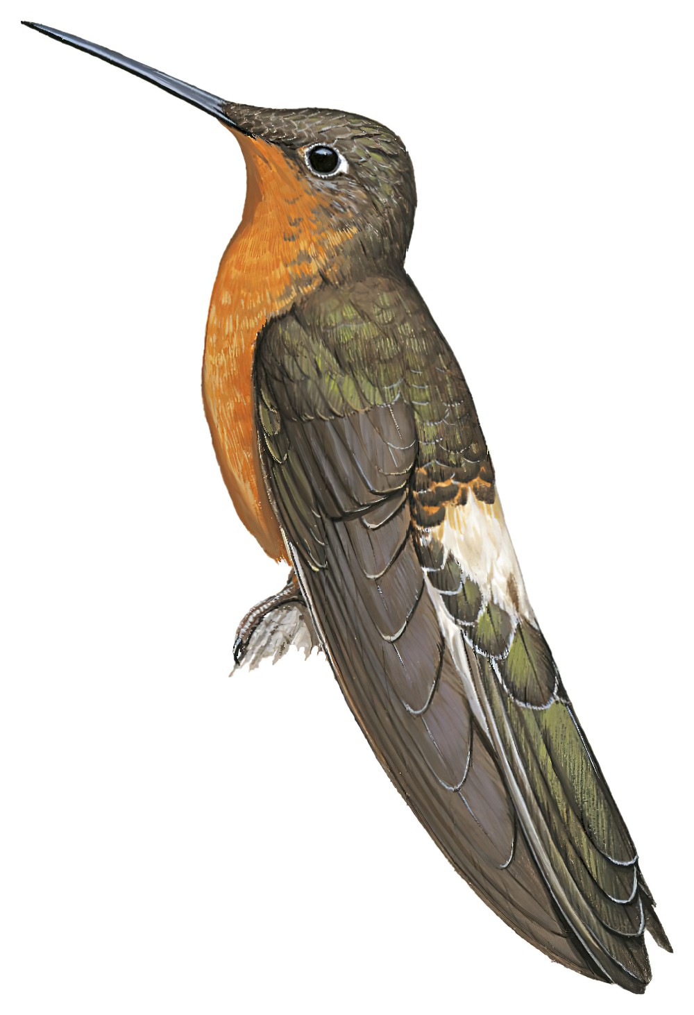 Giant Hummingbird / Patagona gigas
