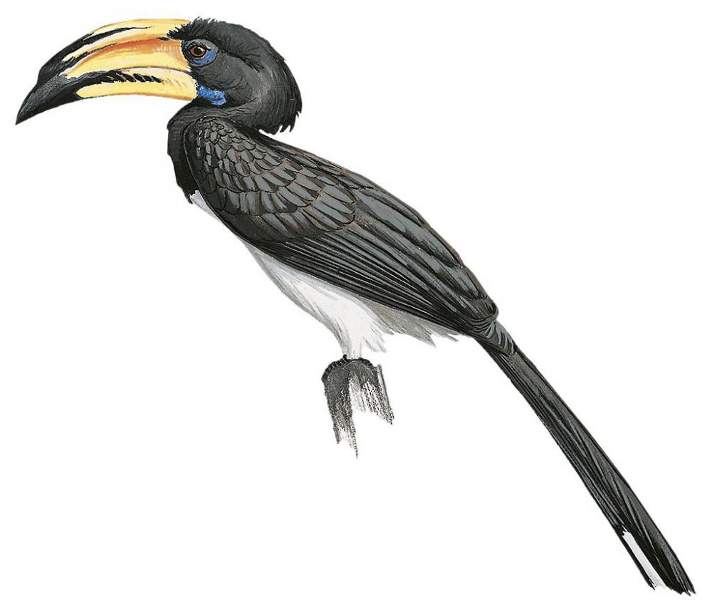 African Pied Hornbill / Lophoceros fasciatus