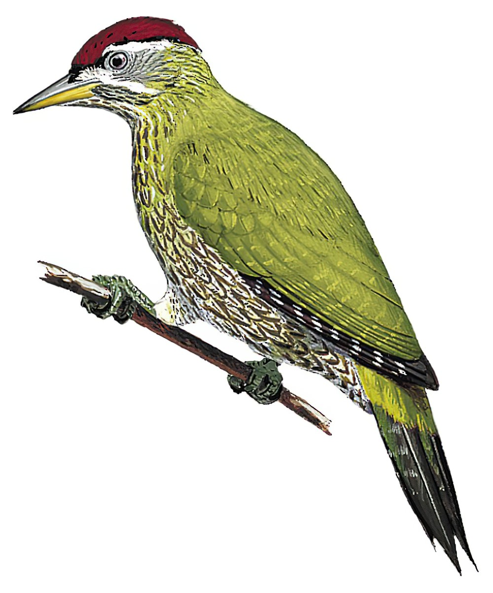Streak-throated Woodpecker / Picus xanthopygaeus