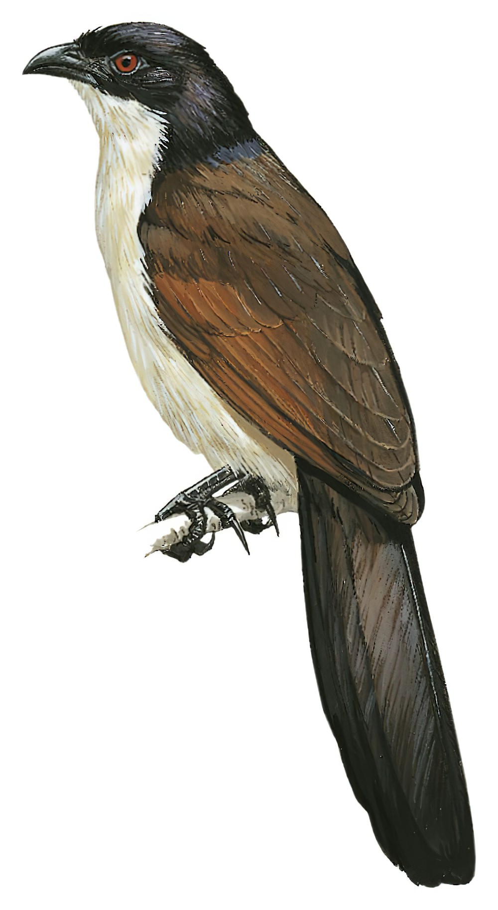 Coppery-tailed Coucal / Centropus cupreicaudus
