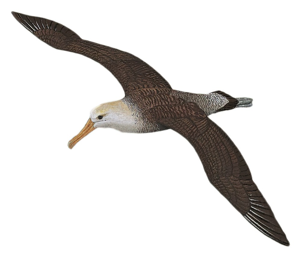 Waved Albatross / Phoebastria irrorata