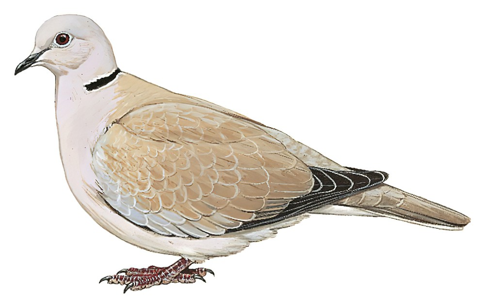 African Collared-Dove / Streptopelia roseogrisea