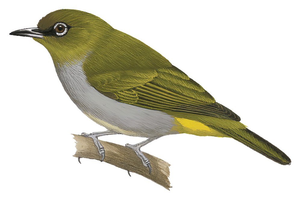 Gray-throated White-eye / Zosterops ugiensis
