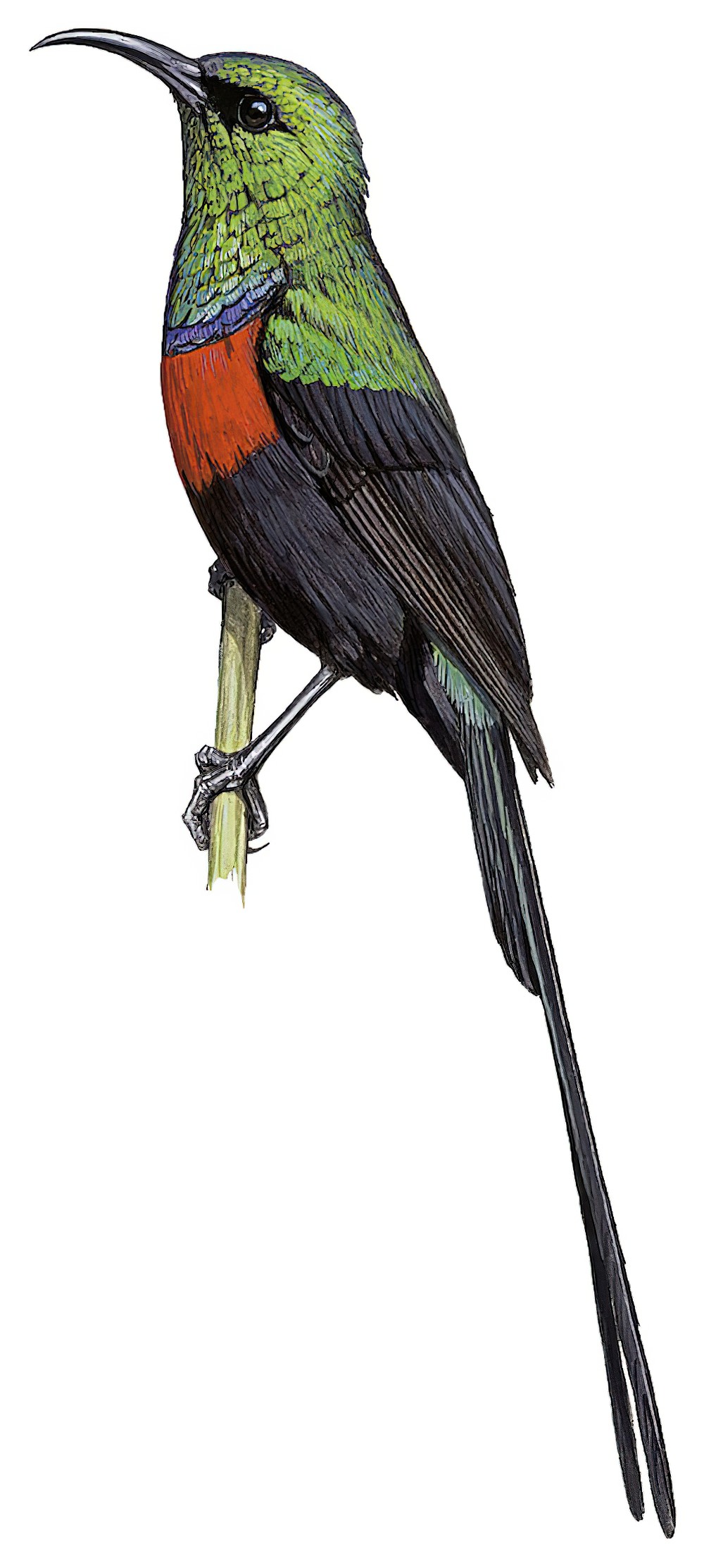Congo Sunbird / Cinnyris congensis