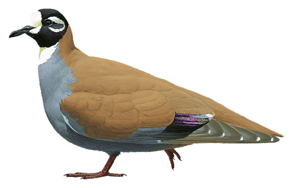 Flock Bronzewing / Phaps histrionica