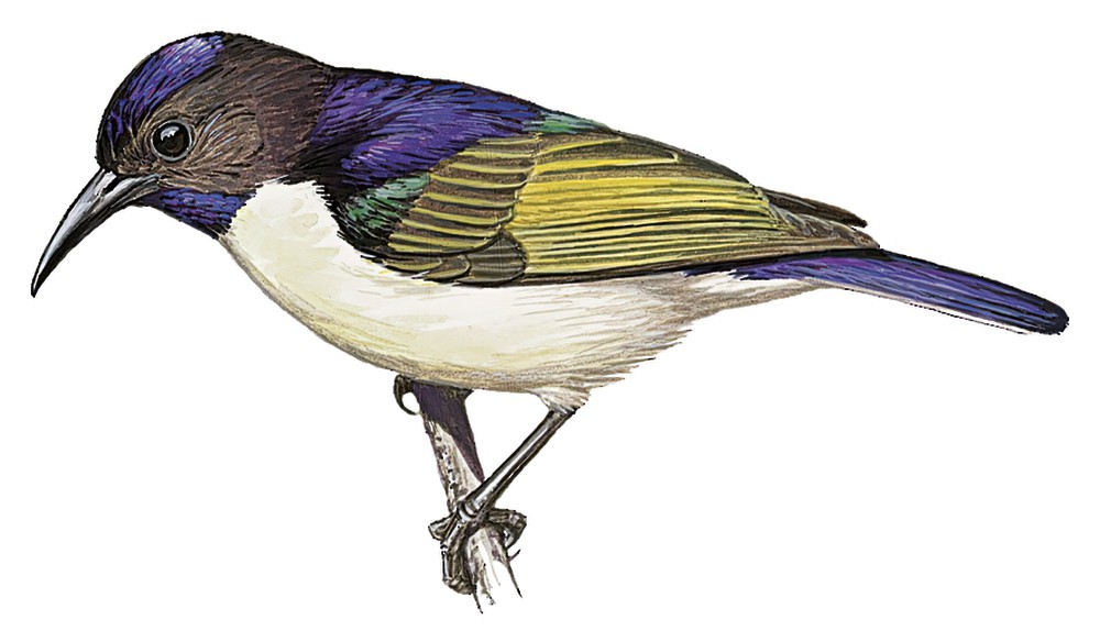 Uluguru Violet-backed Sunbird / Anthreptes neglectus