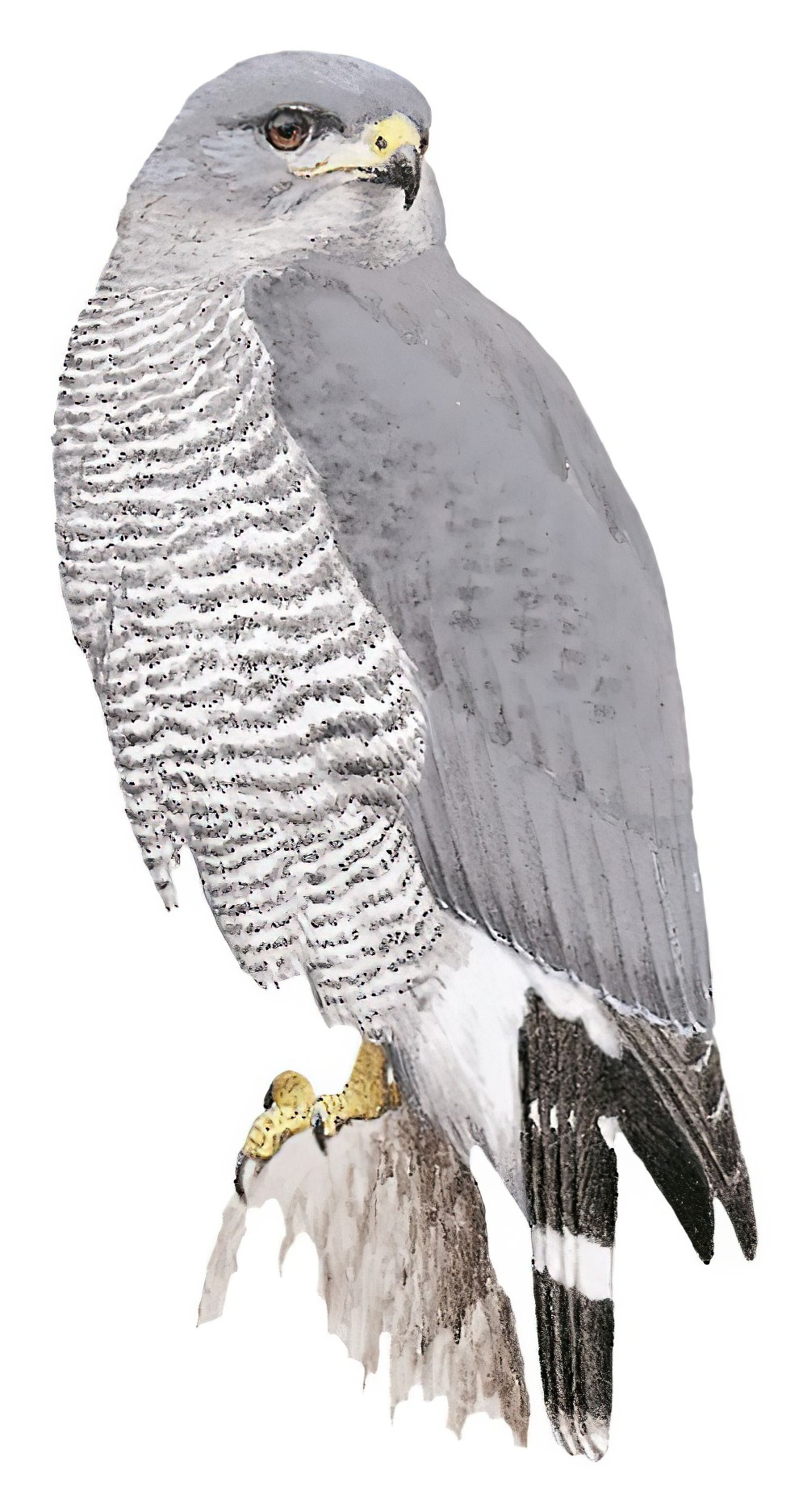 Gray Hawk / Buteo plagiatus
