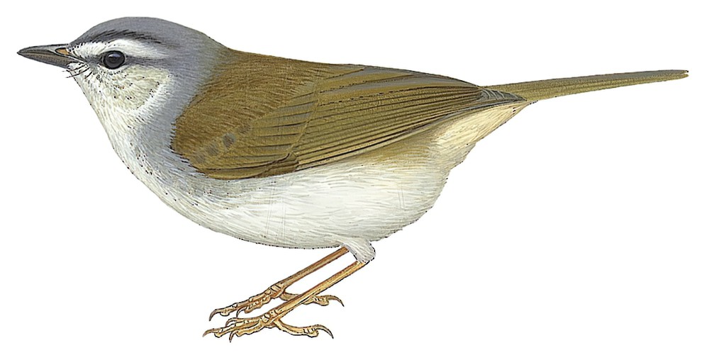 White-striped Warbler / Myiothlypis leucophrys