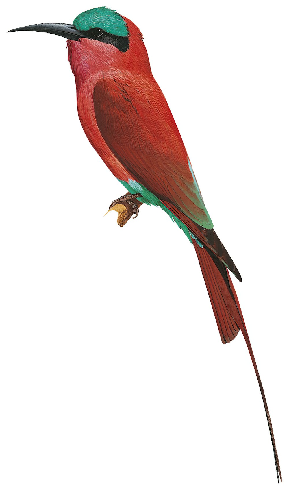Southern Carmine Bee-eater / Merops nubicoides