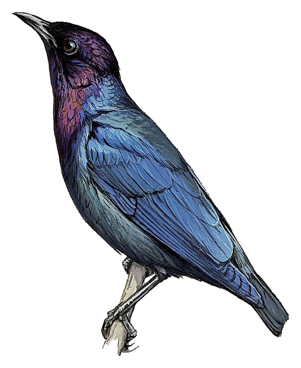 Purple-headed Starling / Hylopsar purpureiceps