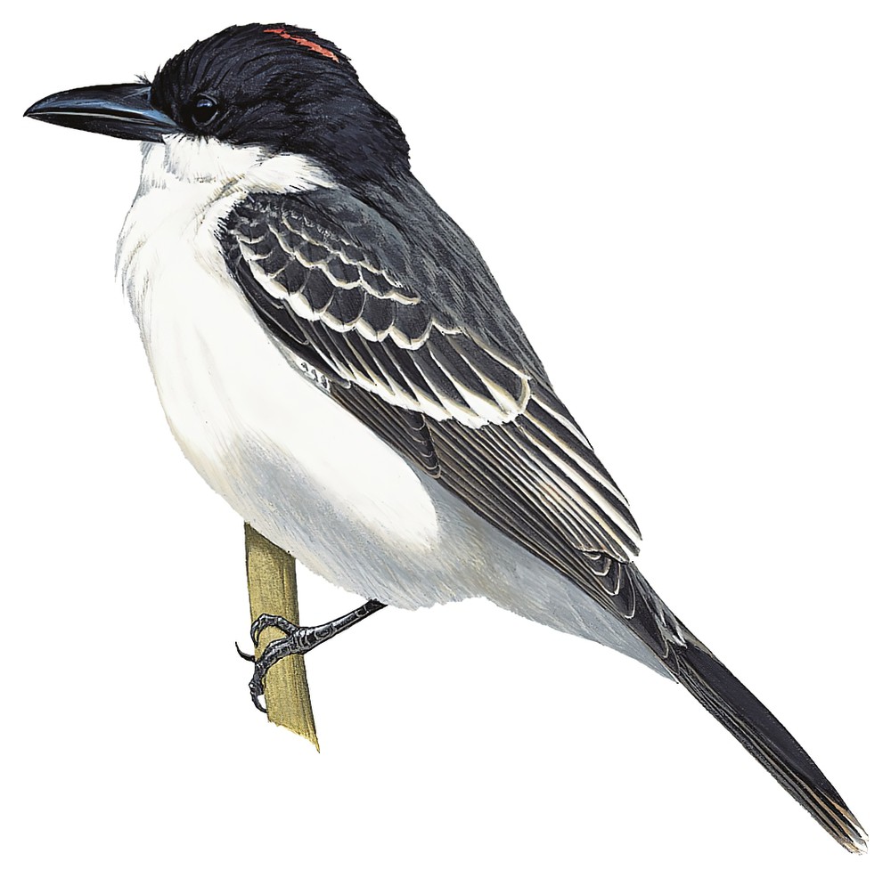 Giant Kingbird / Tyrannus cubensis