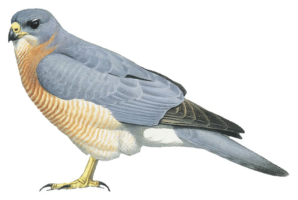 Levant Sparrowhawk / Accipiter brevipes