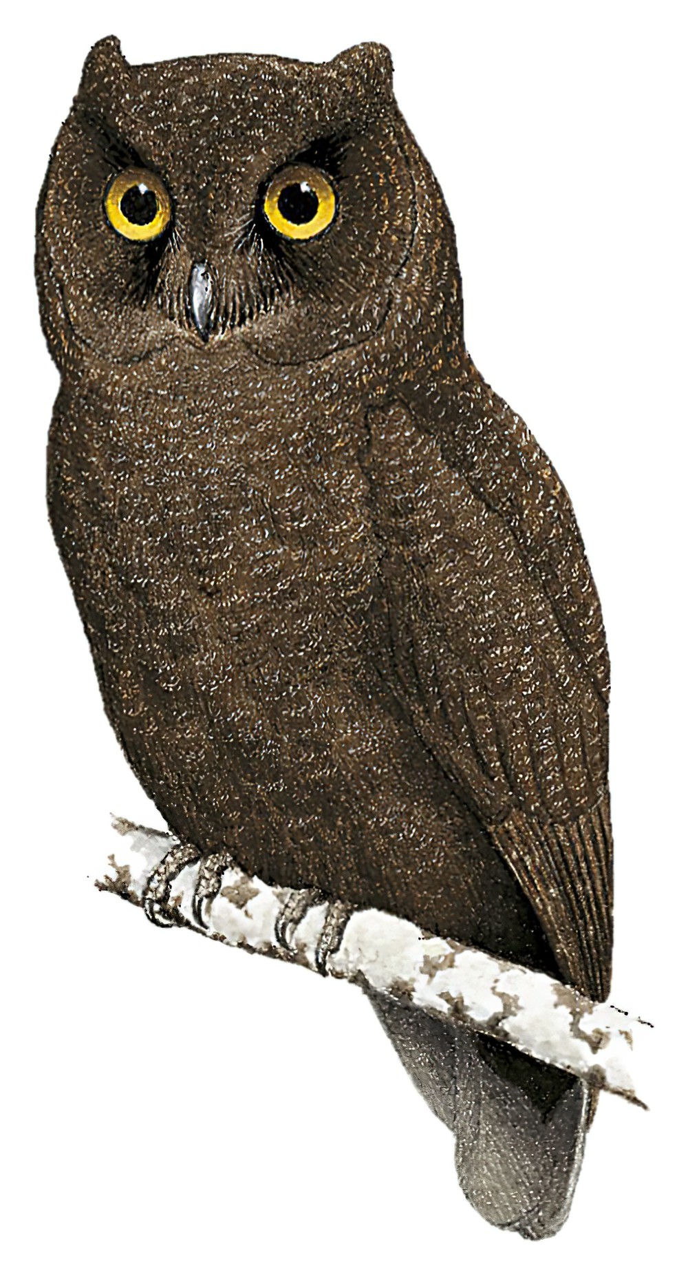 Anjouan Scops-Owl / Otus capnodes