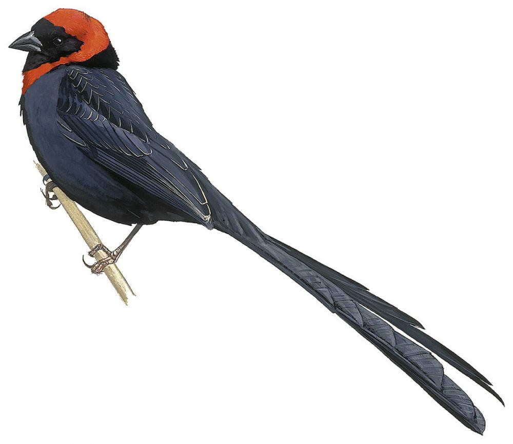 Red-collared Widowbird / Euplectes ardens