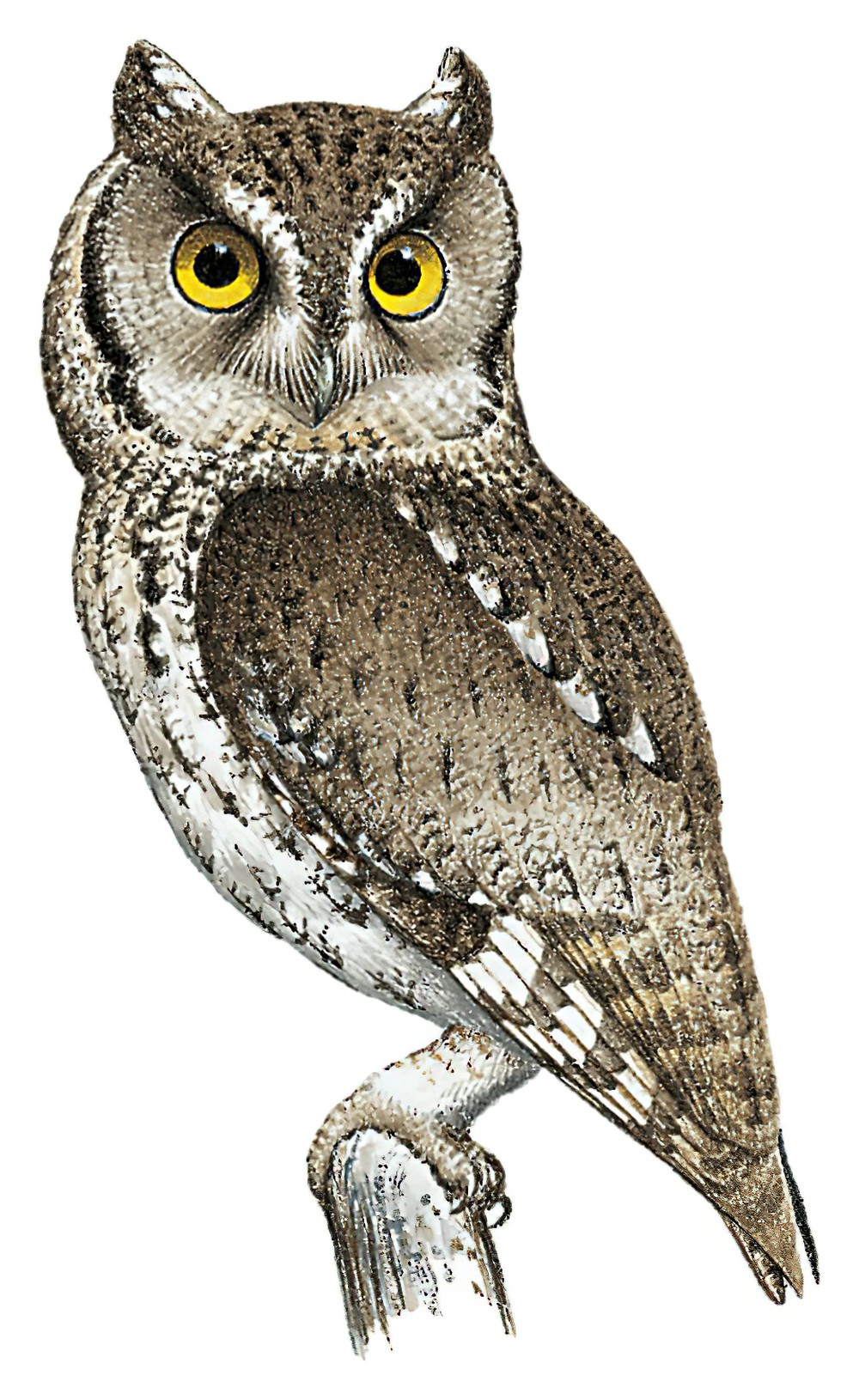Whiskered Screech-Owl / Megascops trichopsis