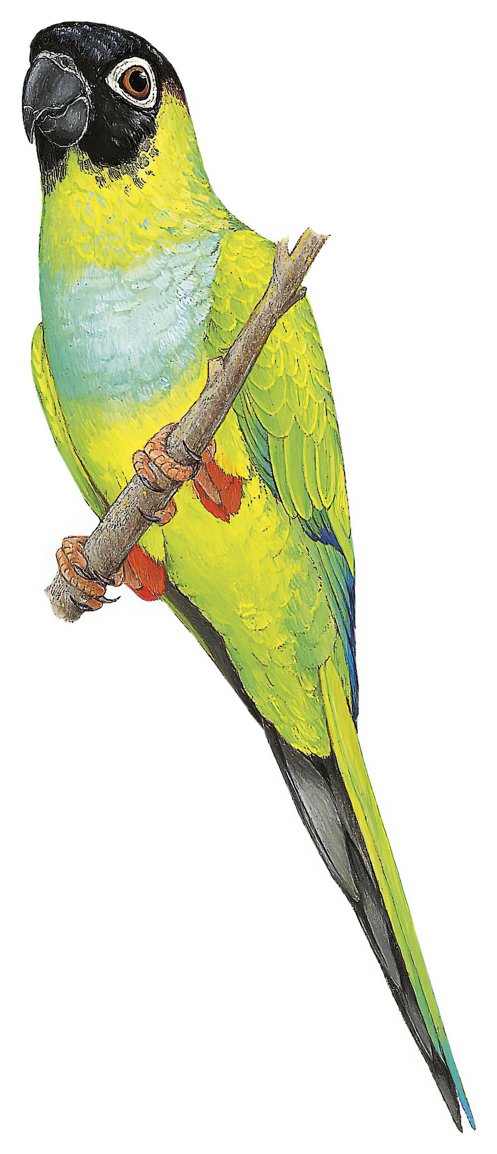 Nanday Parakeet / Aratinga nenday