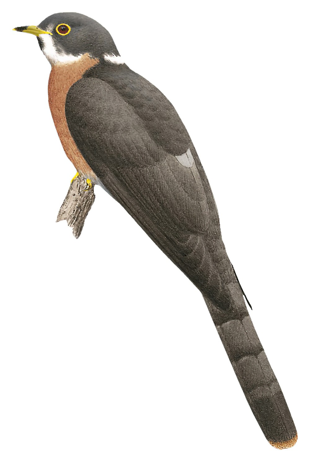Northern Hawk-Cuckoo / Hierococcyx hyperythrus