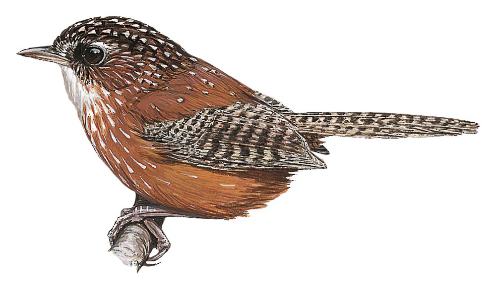 Bar-winged Wren-Babbler / Spelaeornis troglodytoides