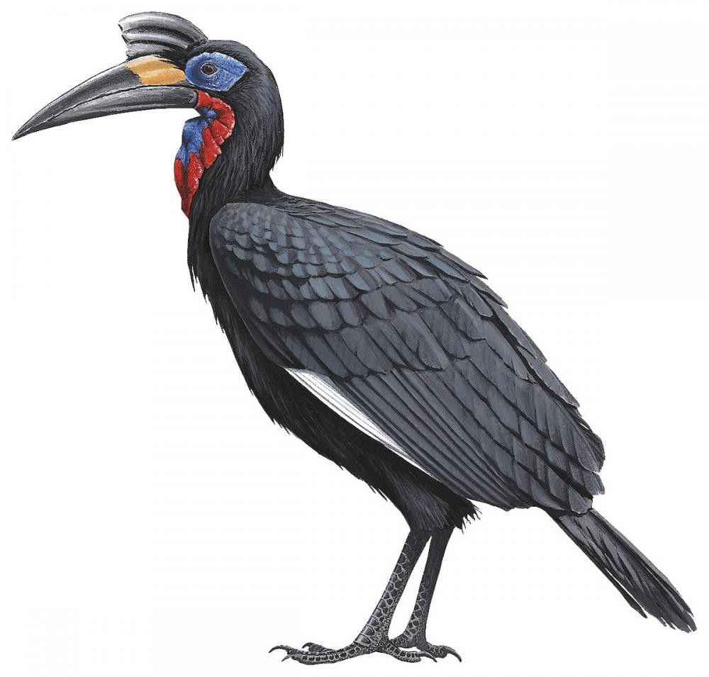 Abyssinian Ground-Hornbill / Bucorvus abyssinicus