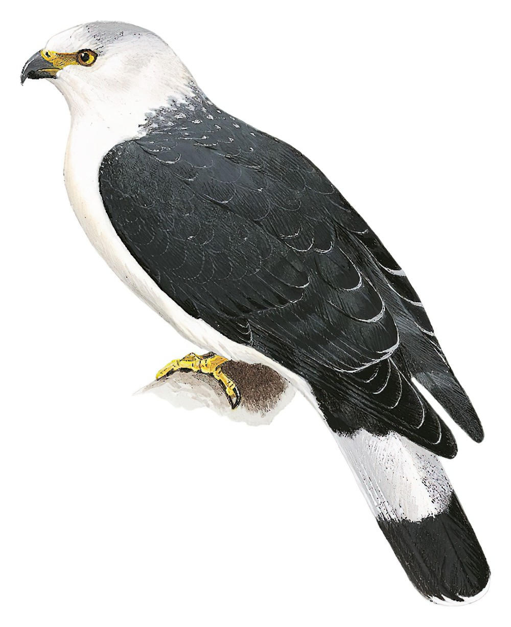 White-collared Kite / Leptodon forbesi