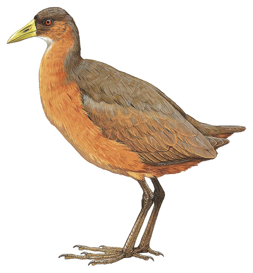 Isabelline Bush-hen / Amaurornis isabellina