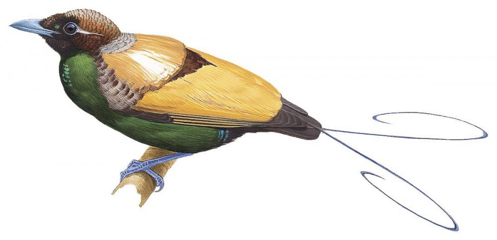 Magnificent Bird-of-Paradise / Cicinnurus magnificus