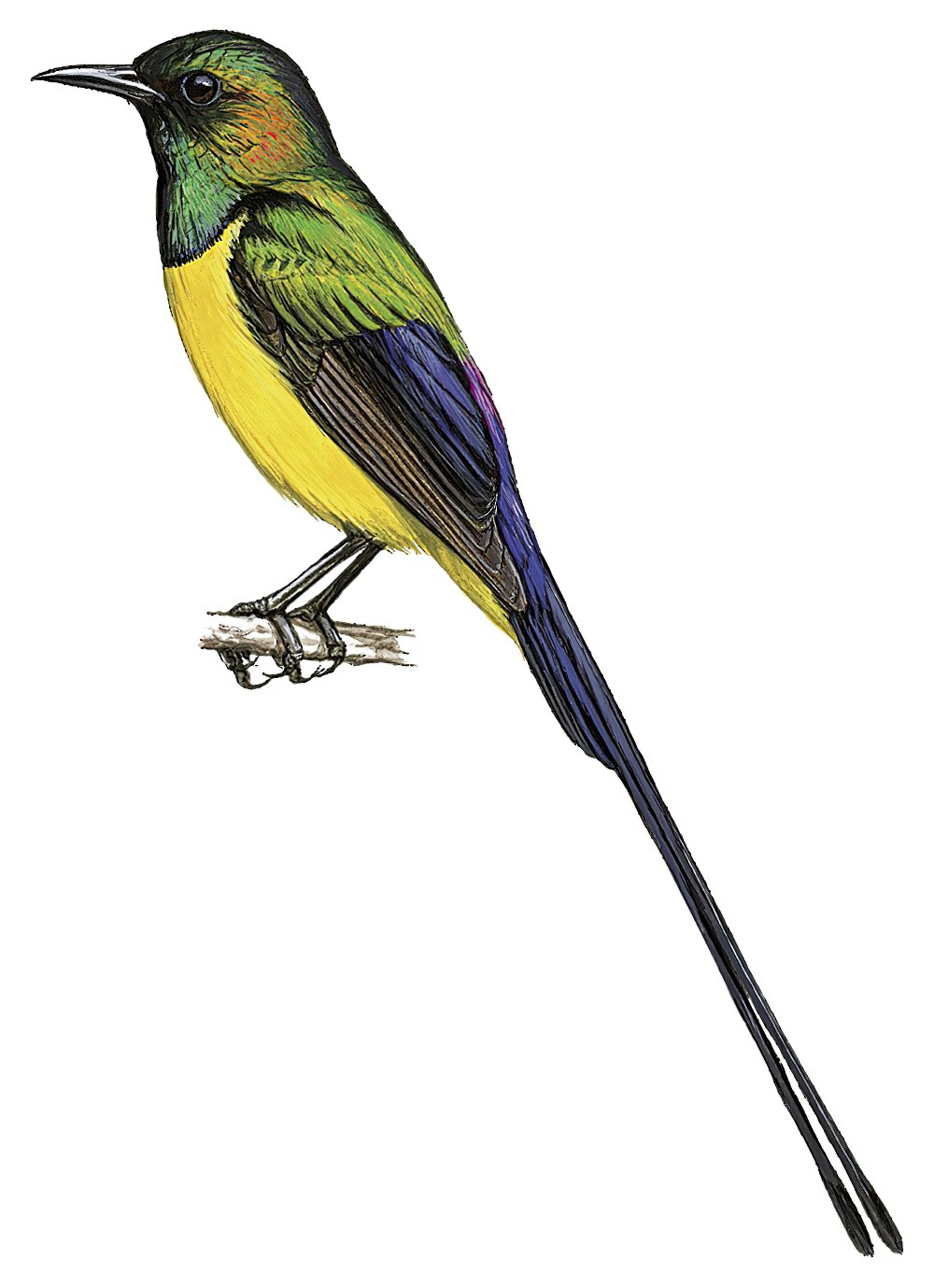 Pygmy Sunbird / Hedydipna platura