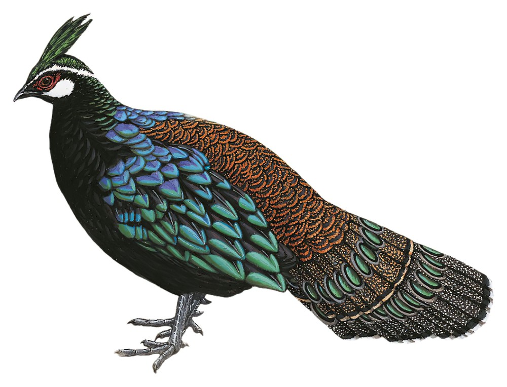 Palawan Peacock-Pheasant / Polyplectron napoleonis