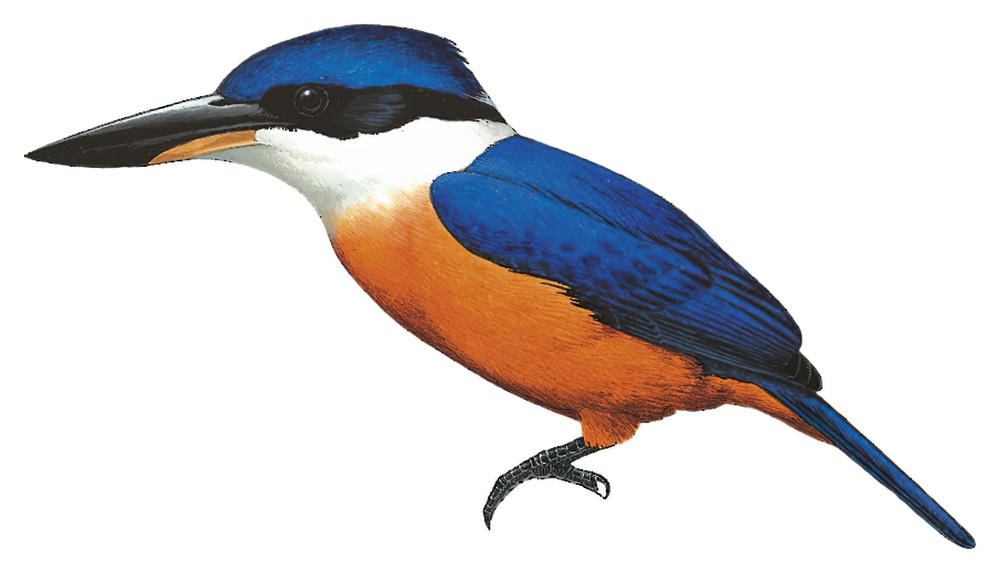 Vanuatu Kingfisher / Todiramphus farquhari