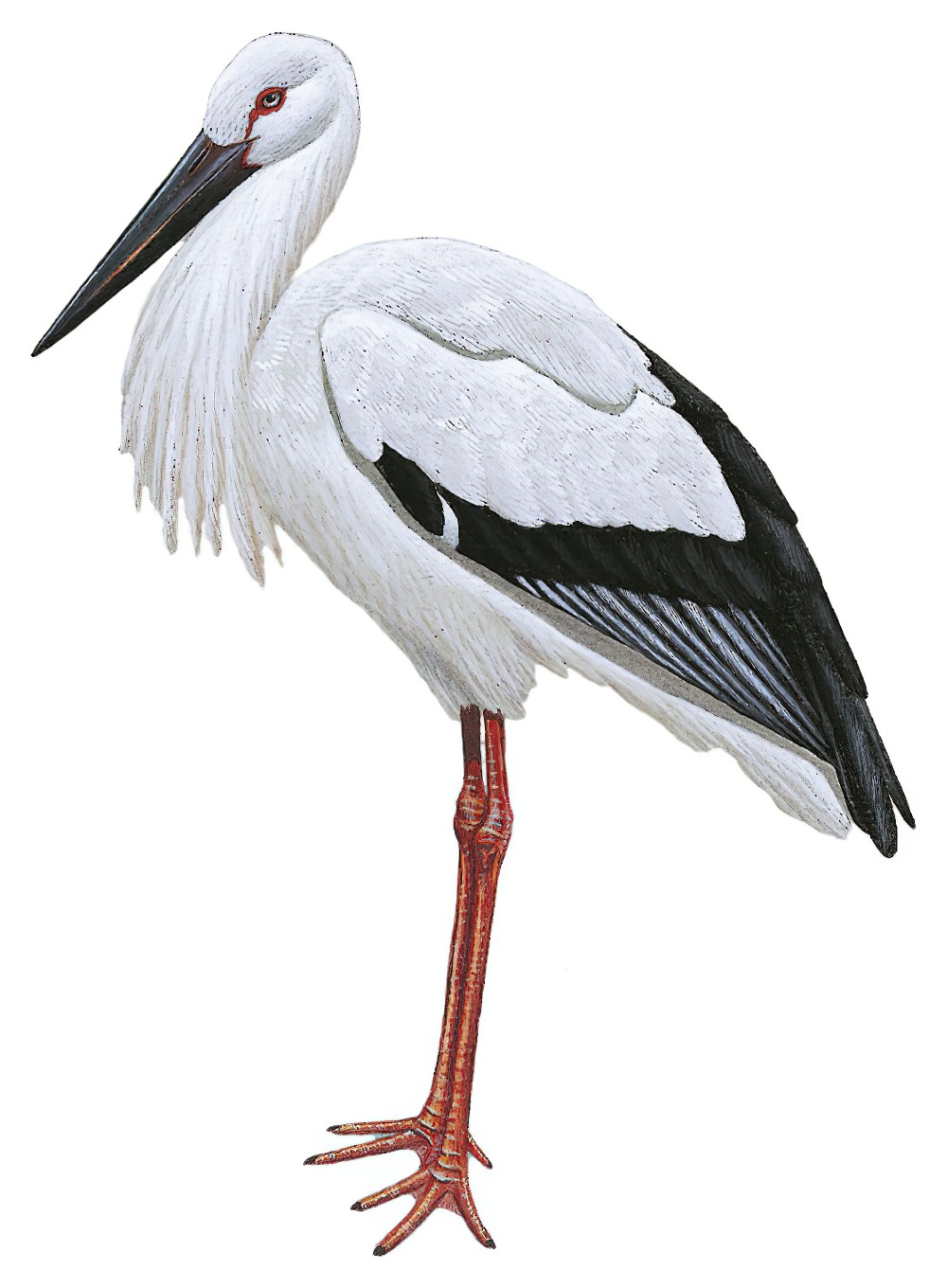Oriental Stork / Ciconia boyciana
