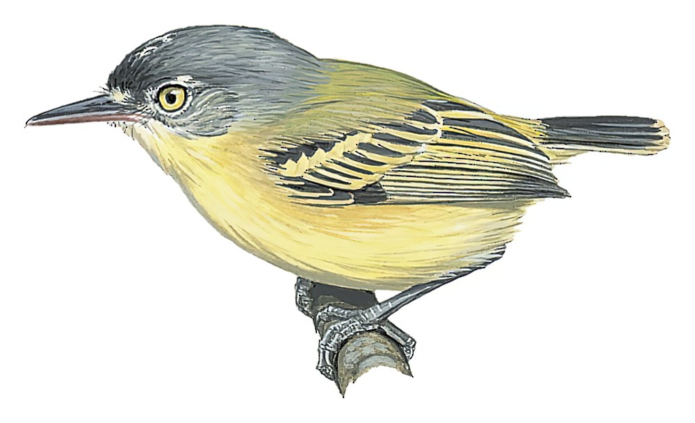 Maracaibo Tody-Flycatcher / Todirostrum viridanum