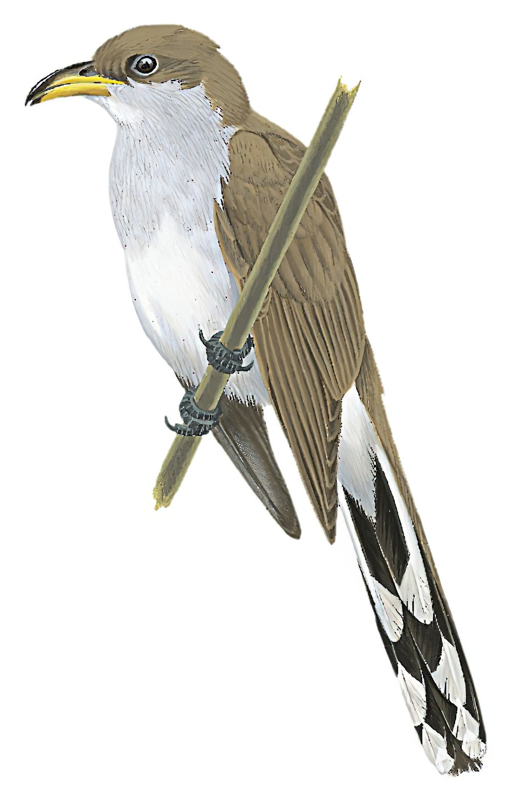 Pearly-breasted Cuckoo / Coccyzus euleri