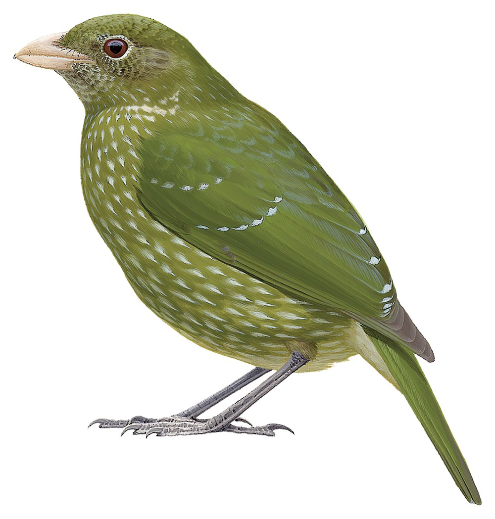 Green Catbird / Ailuroedus crassirostris