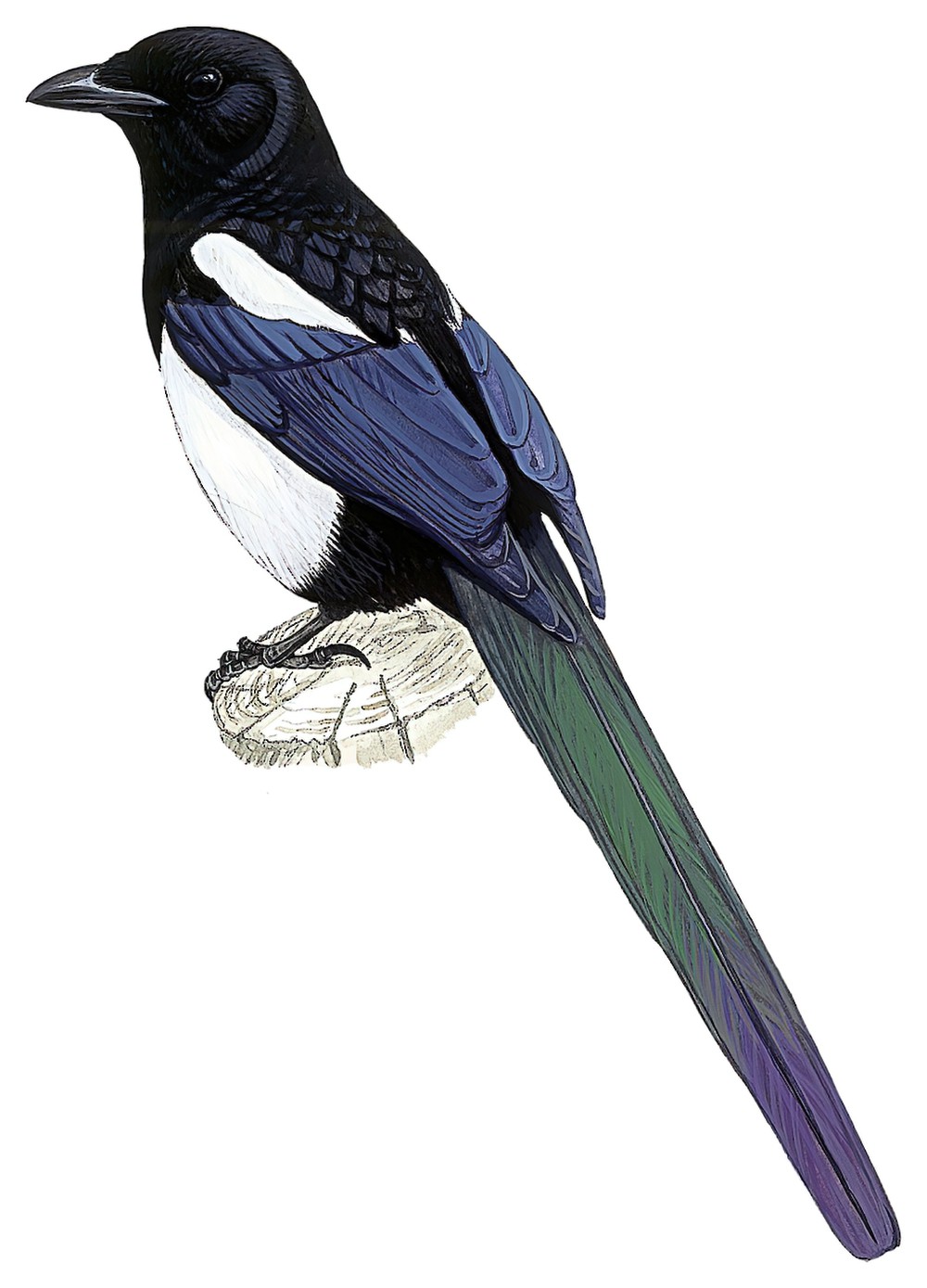 Black-billed Magpie / Pica hudsonia