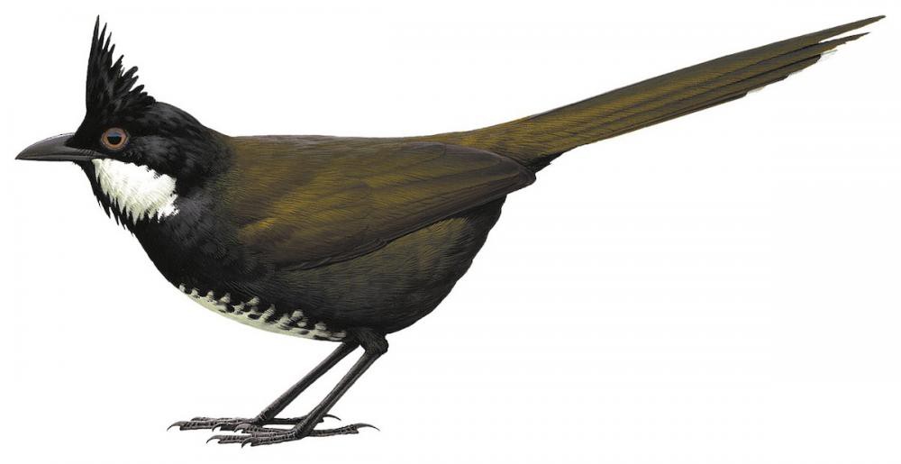 Eastern Whipbird / Psophodes olivaceus