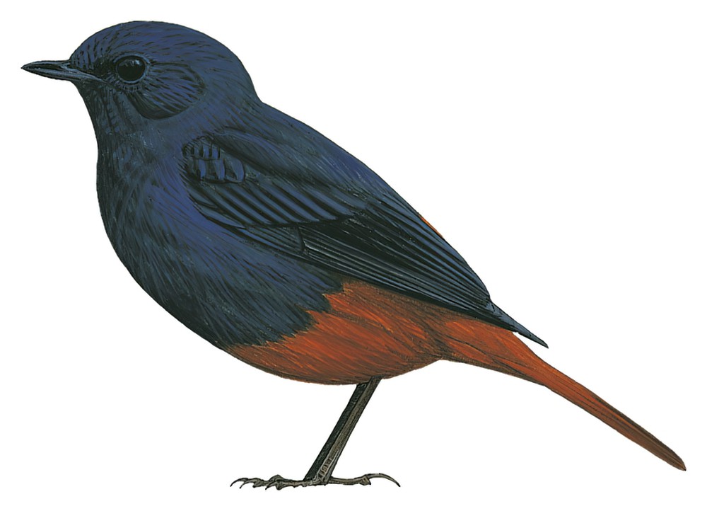 Luzon Redstart / Phoenicurus bicolor