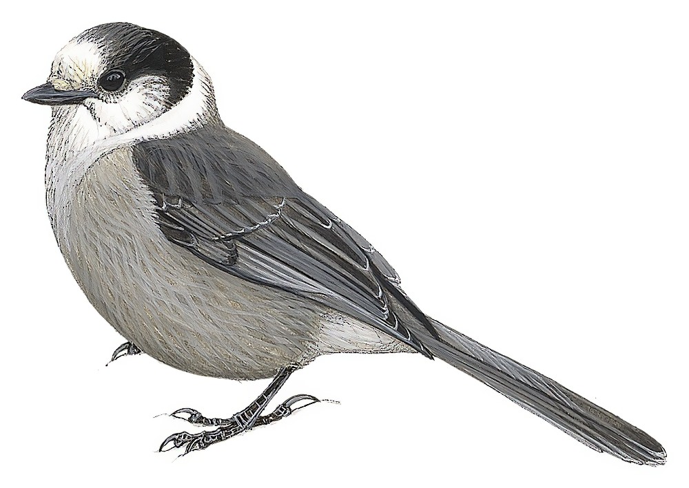 Canada Jay / Perisoreus canadensis