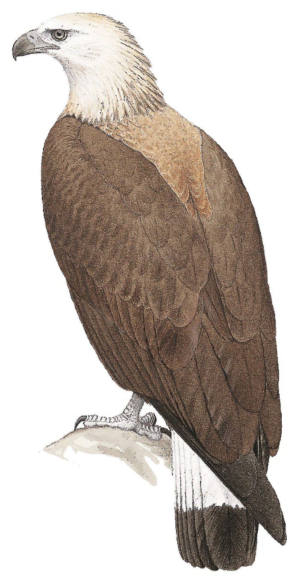 Pallas\'s Fish-Eagle / Haliaeetus leucoryphus