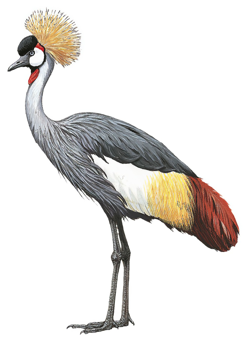 Gray Crowned-Crane / Balearica regulorum