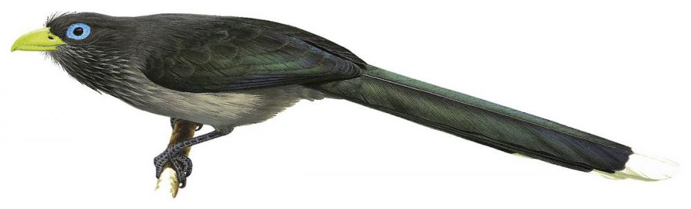 Blue-faced Malkoha / Phaenicophaeus viridirostris