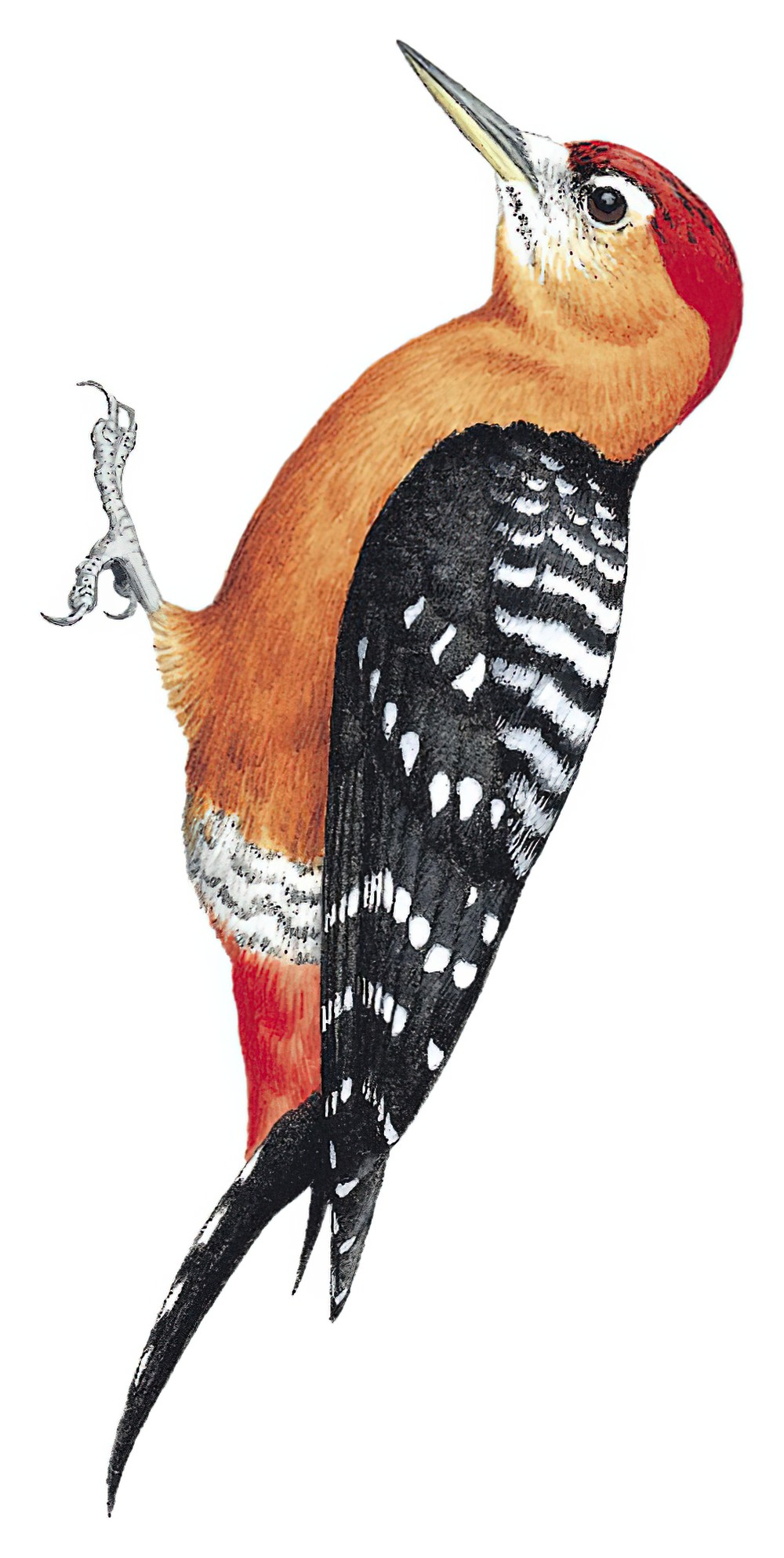 Rufous-bellied Woodpecker / Dendrocopos hyperythrus