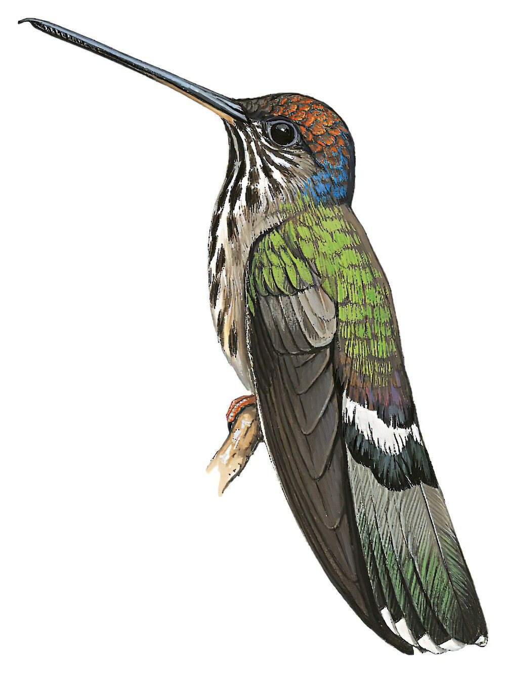 Tooth-billed Hummingbird / Androdon aequatorialis